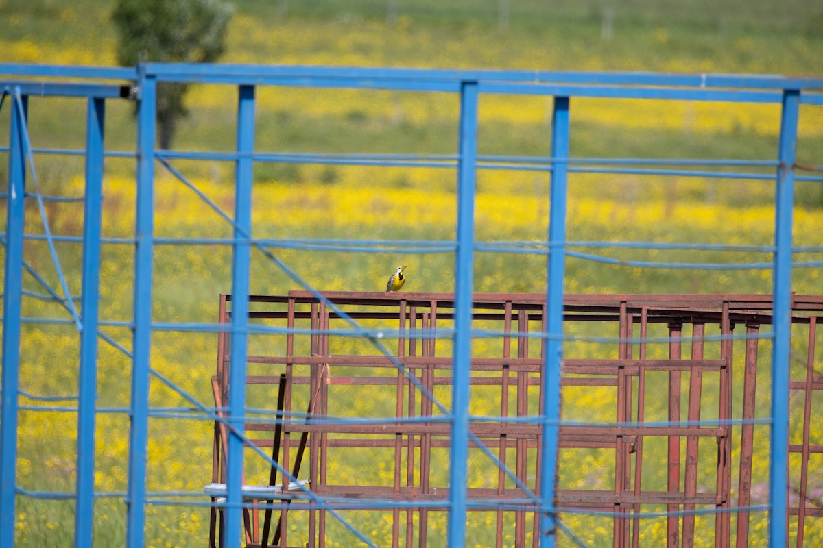 Eastern Meadowlark - ML637567870
