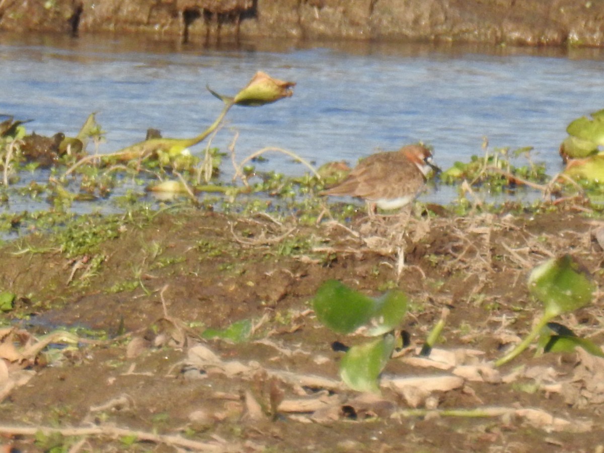 Collared Plover - ML637567899