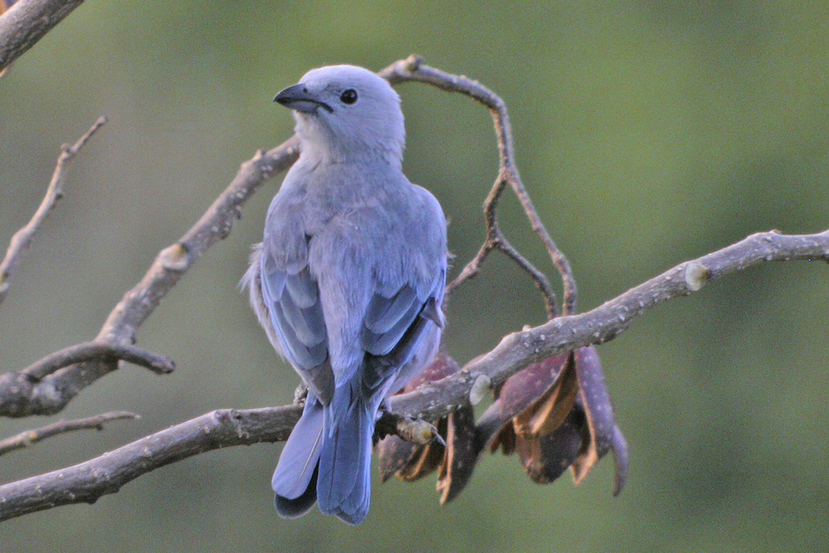 Blue-gray Tanager - ML637567910