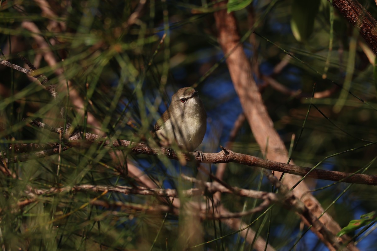 Mangrove Gerygone - ML637567938