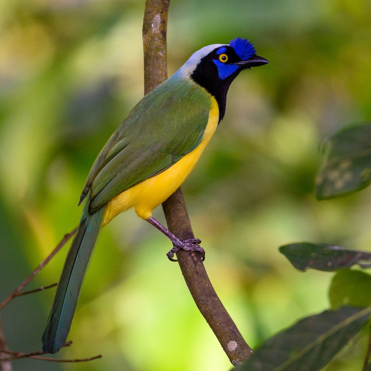 Green Jay - ML637567941