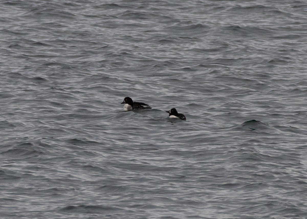 Common/Barrow's Goldeneye - ML637567944