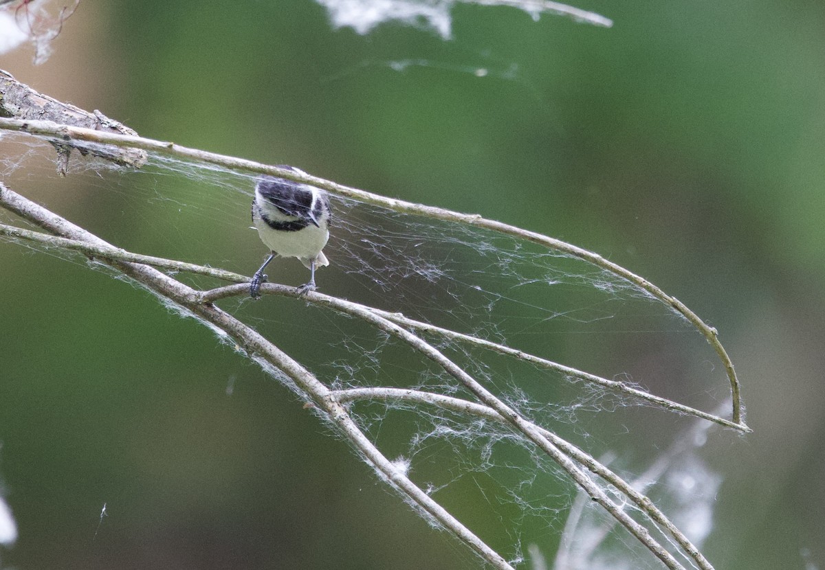 Black-capped Chickadee - ML637567966