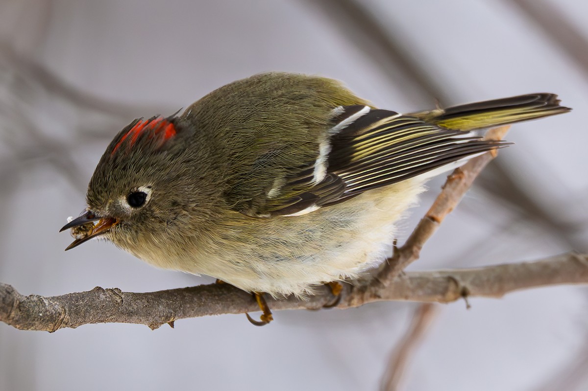 Ruby-crowned Kinglet - ML637567975