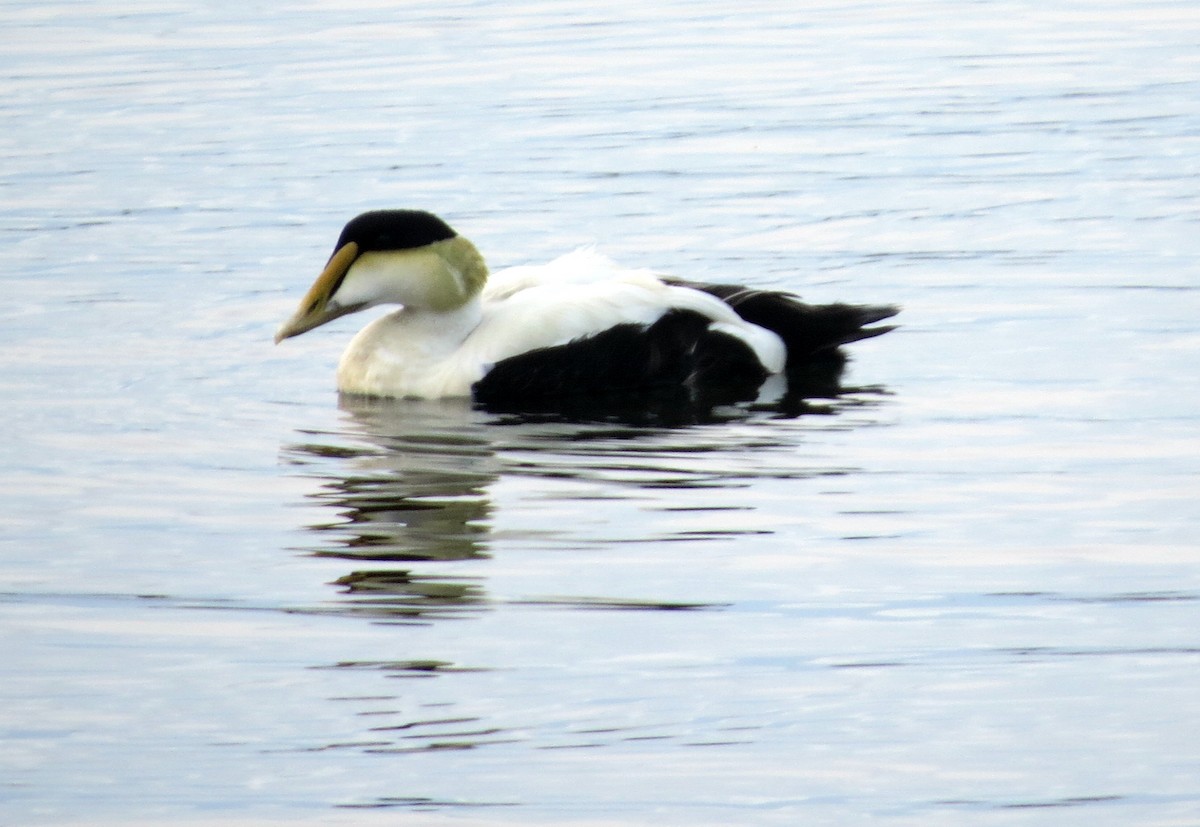 Common Eider - ML637568032