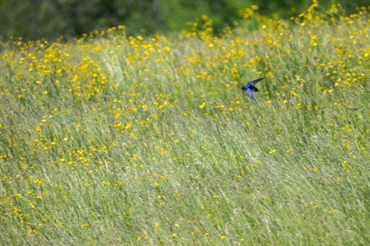 Barn Swallow - ML637568056