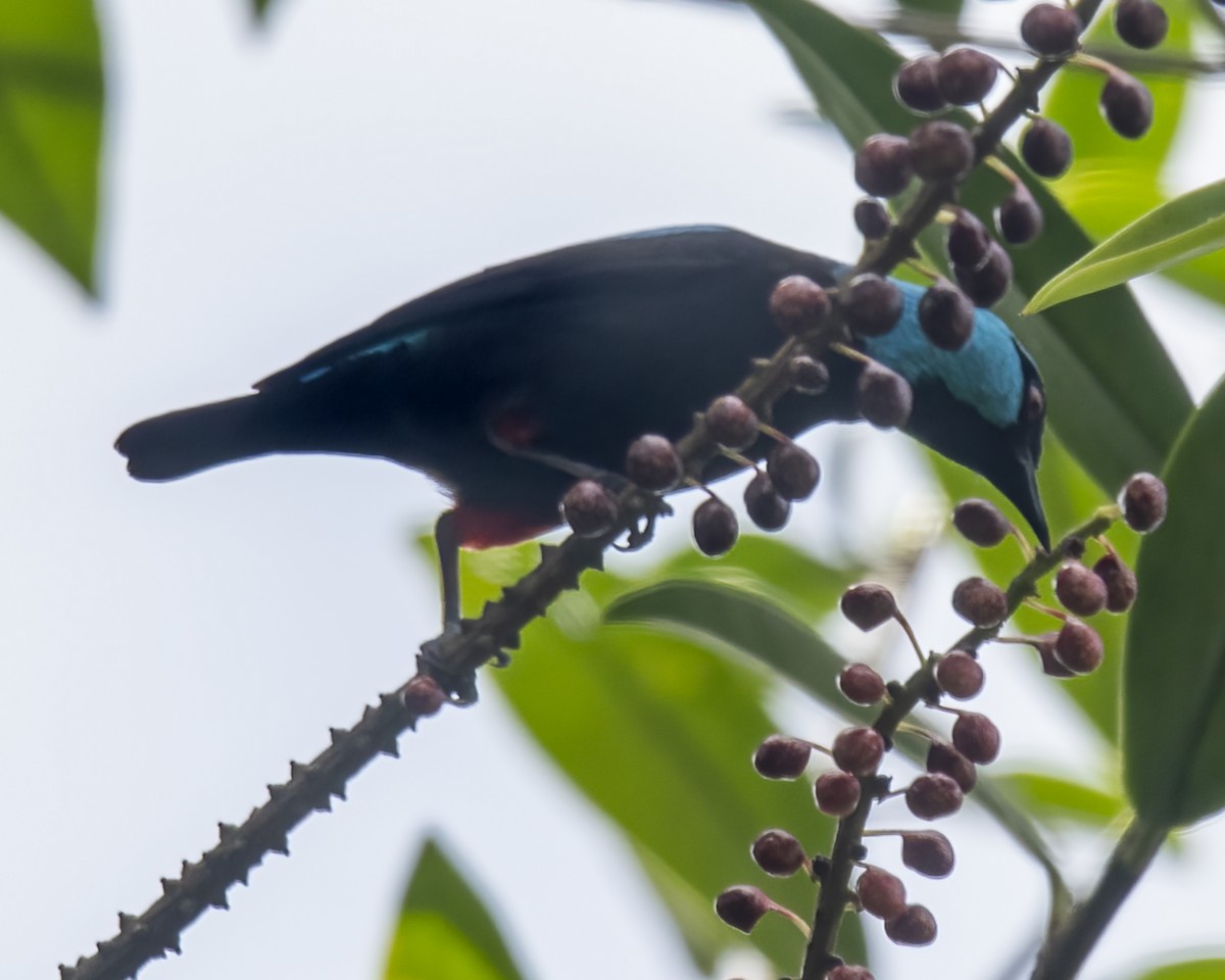 Scarlet-thighed Dacnis - ML637568095