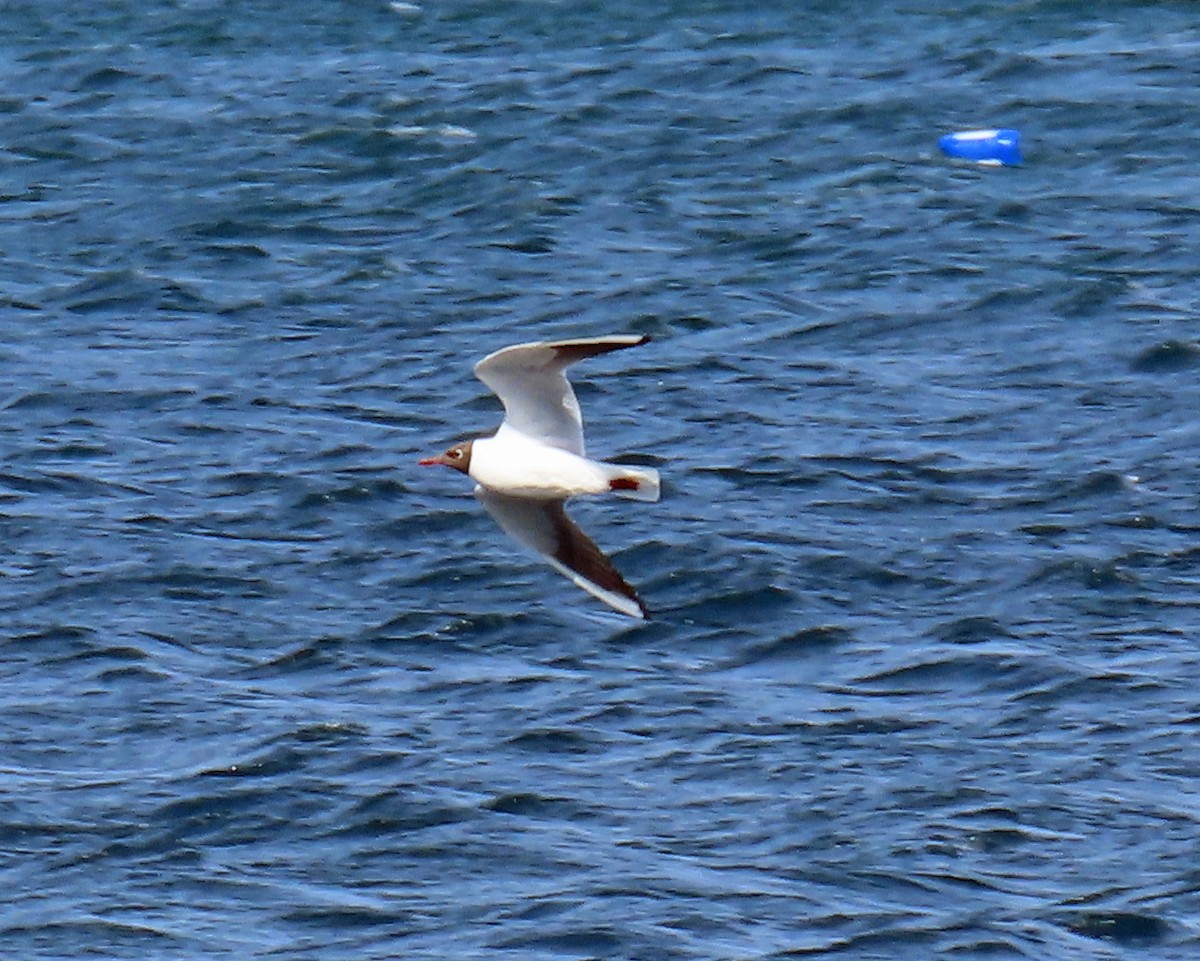 Black-headed Gull - ML637568110