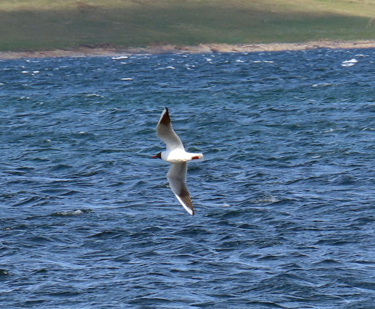 Black-headed Gull - ML637568112