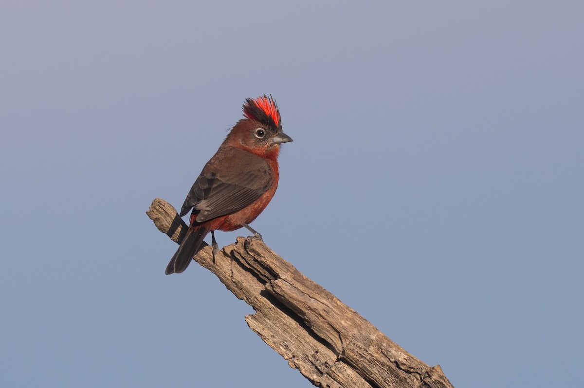 Red-crested Finch - ML637568138