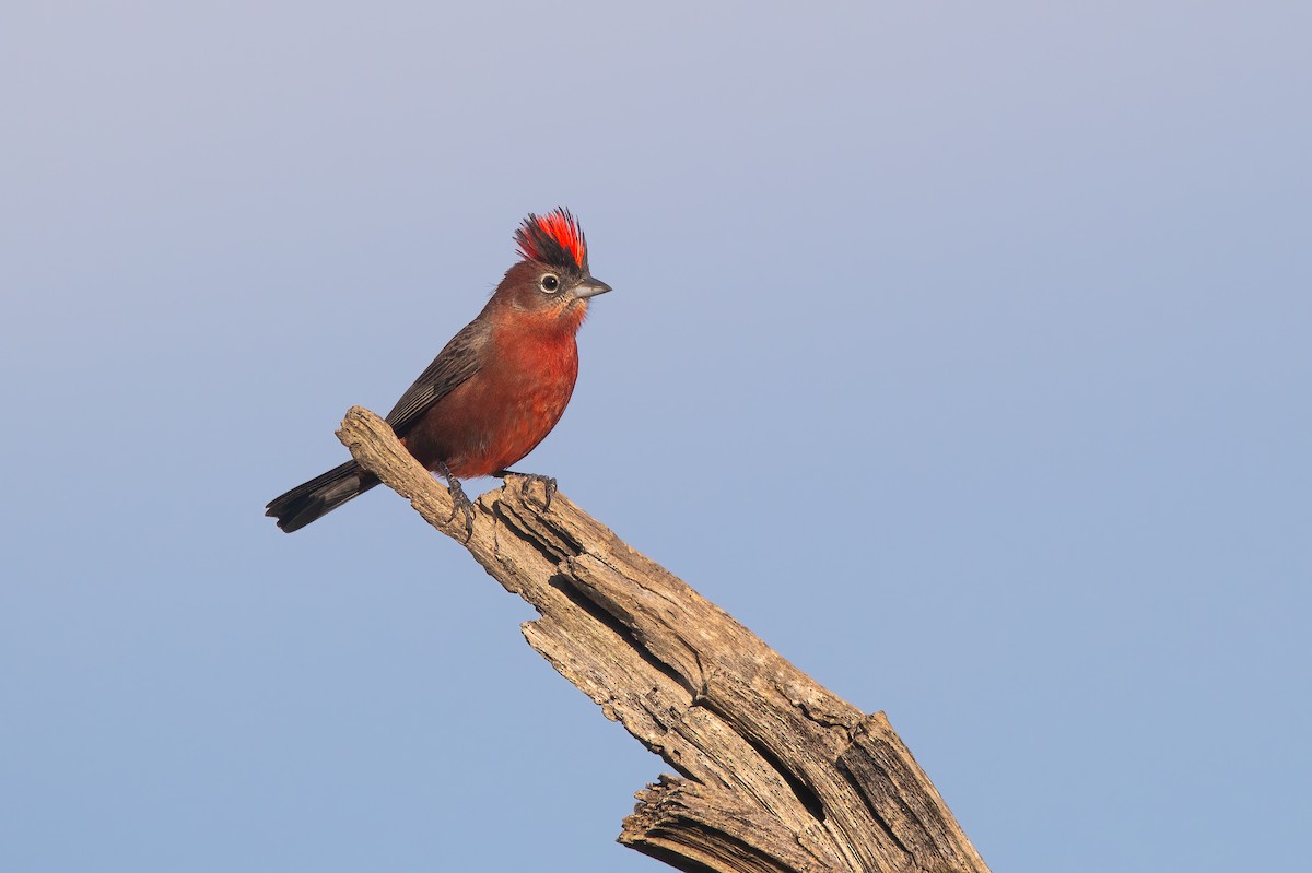 Red-crested Finch - ML637568139