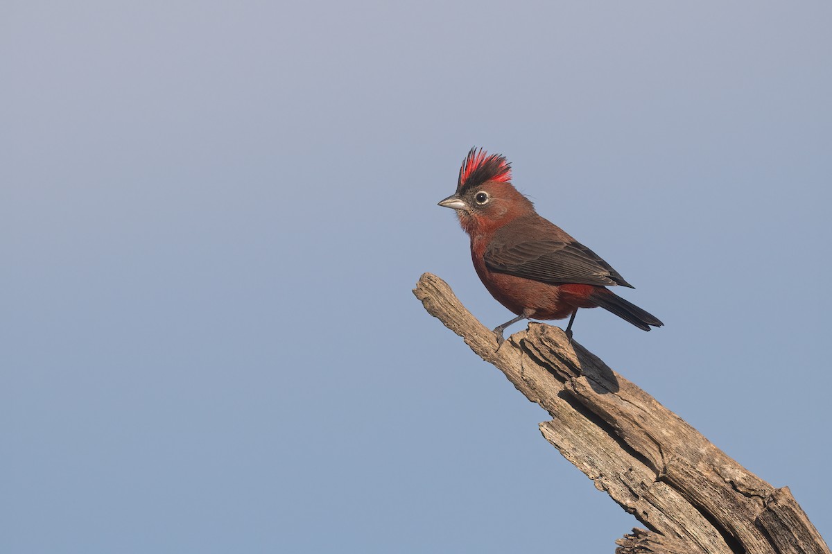 Red-crested Finch - ML637568140