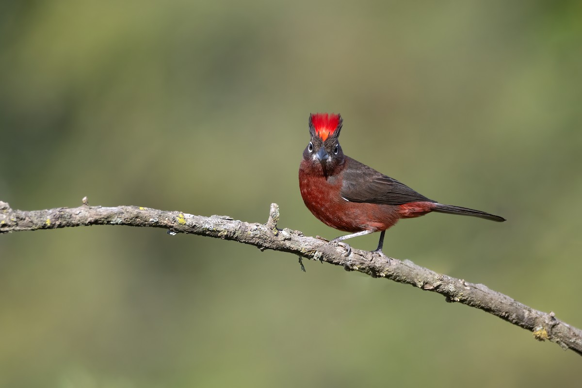 Red-crested Finch - ML637568142