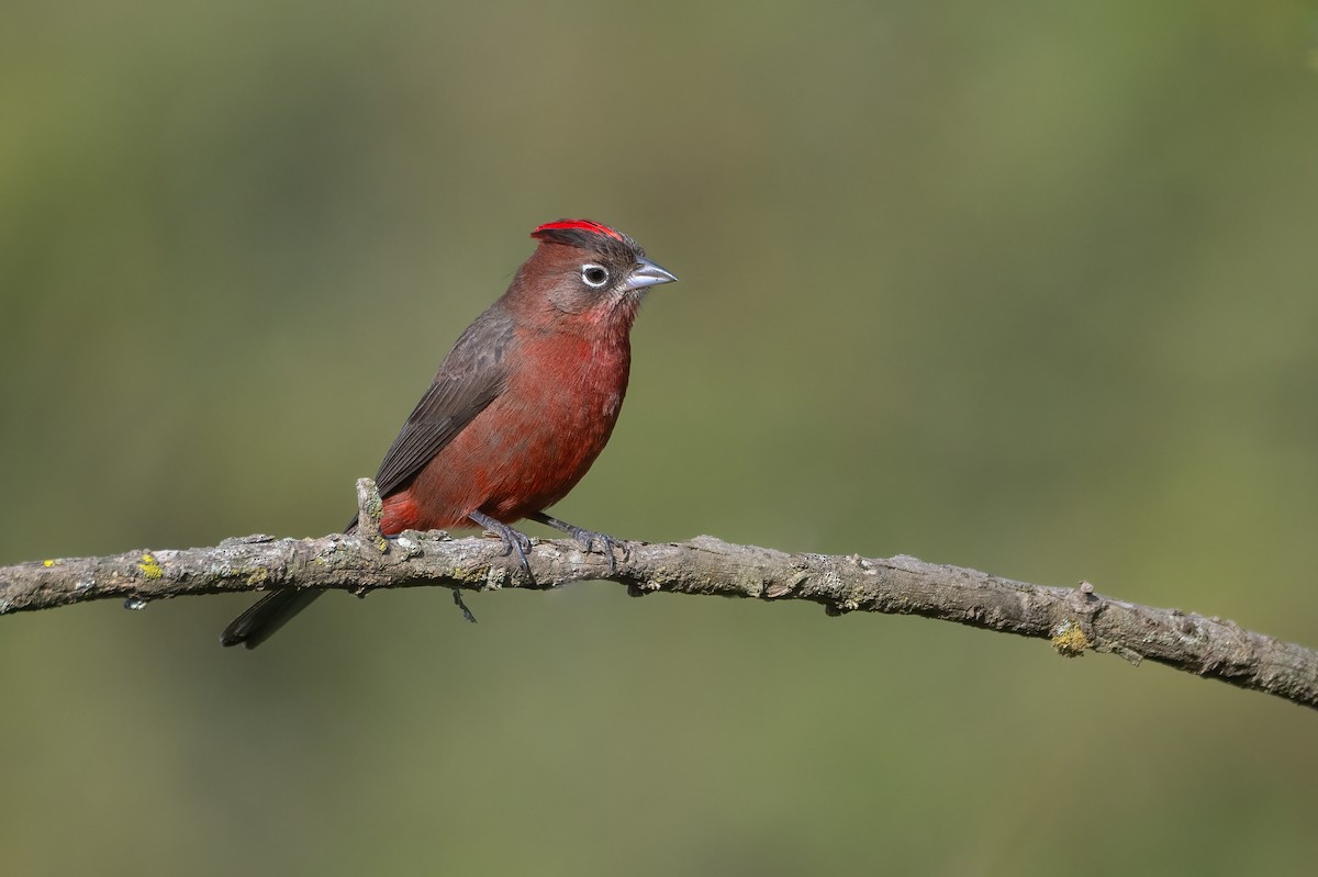 Red-crested Finch - ML637568143