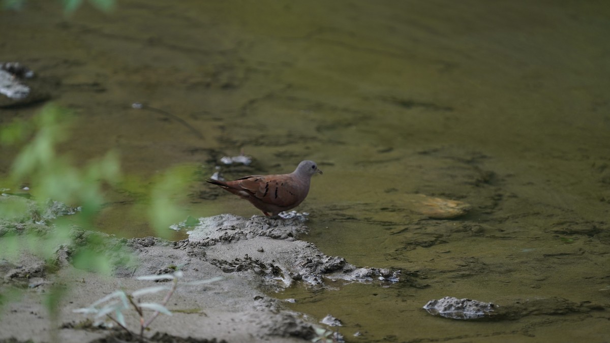 Ruddy Ground Dove - ML637568190