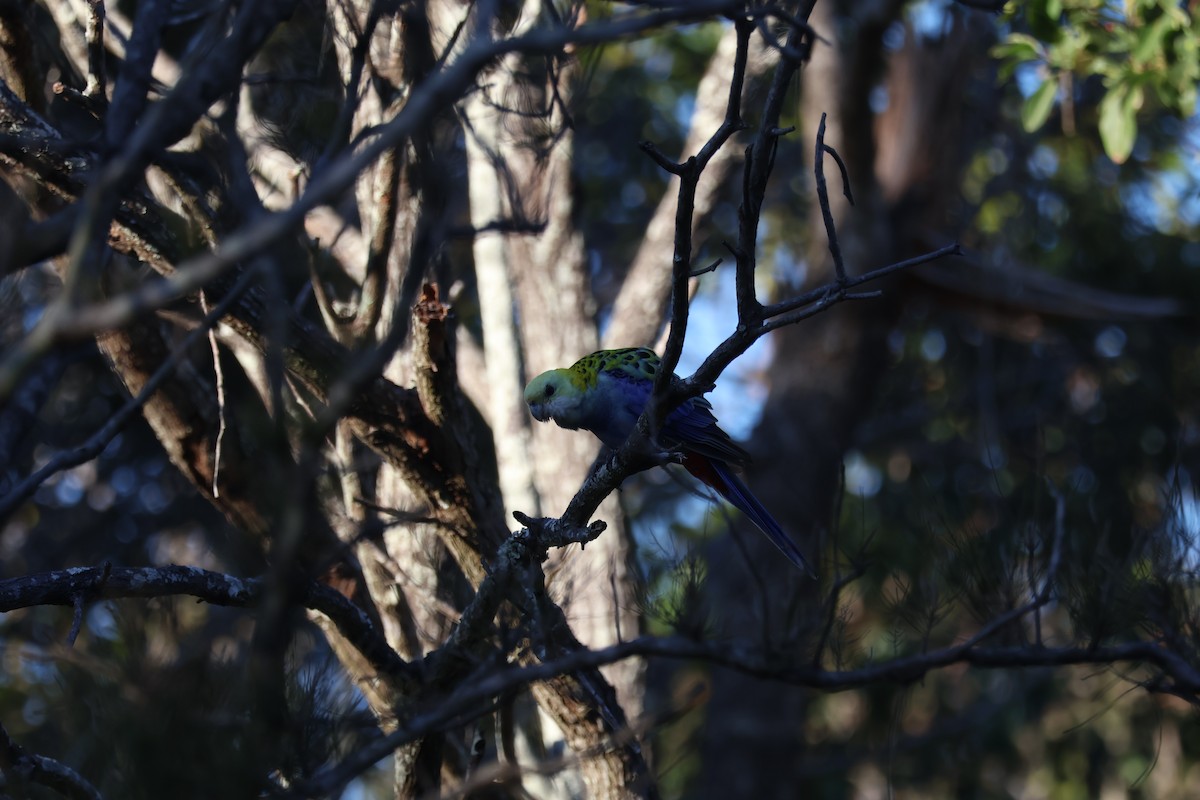 Pale-headed Rosella - ML637568259