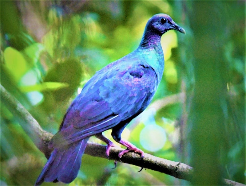 Black Wood-Pigeon - ML637568325