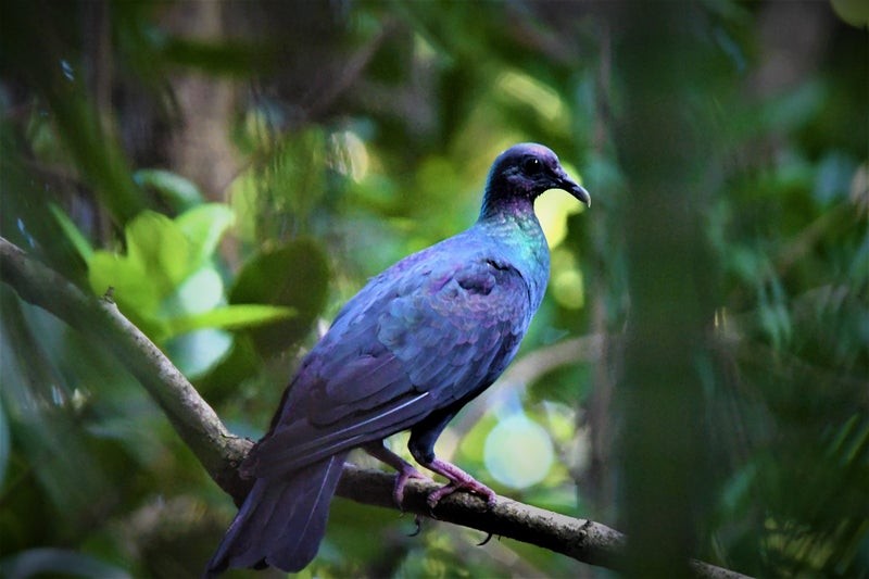 Black Wood-Pigeon - ML637568339