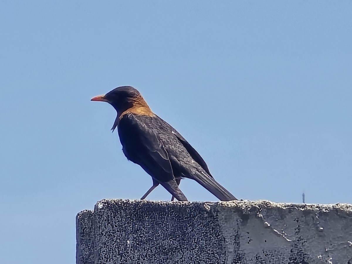 Rufous-collared Robin - ML637568366