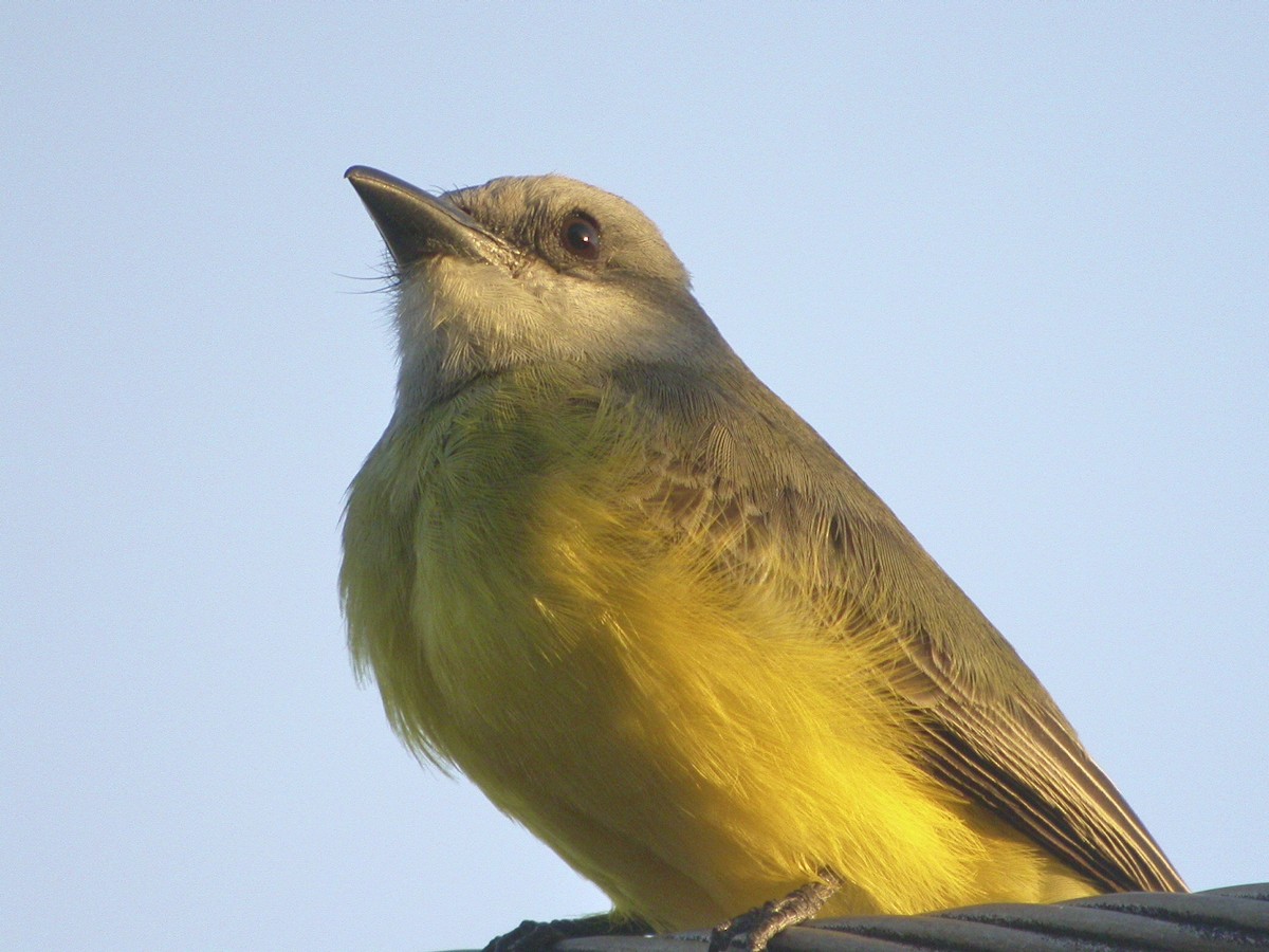 Tropical Kingbird - ML637568370