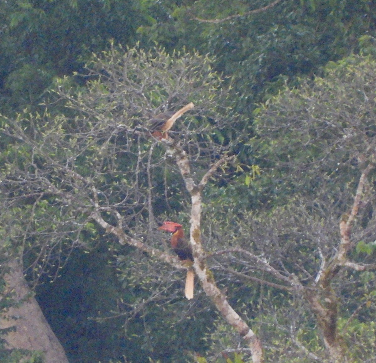 Rufous Hornbill (Northern) - ML637568413