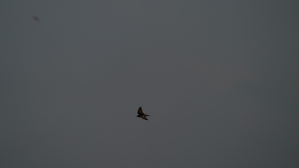 swallow sp. - ML637568454