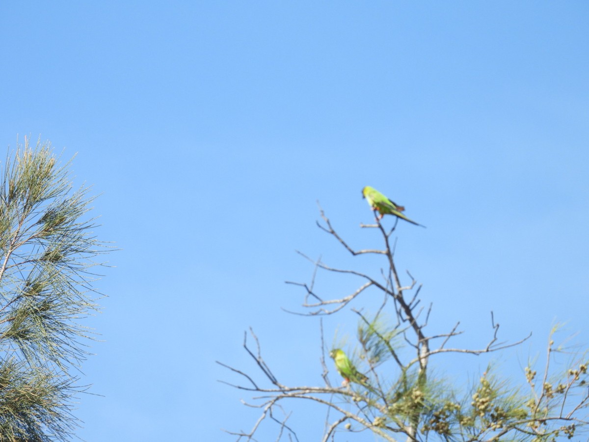 Nanday Parakeet - ML637568493
