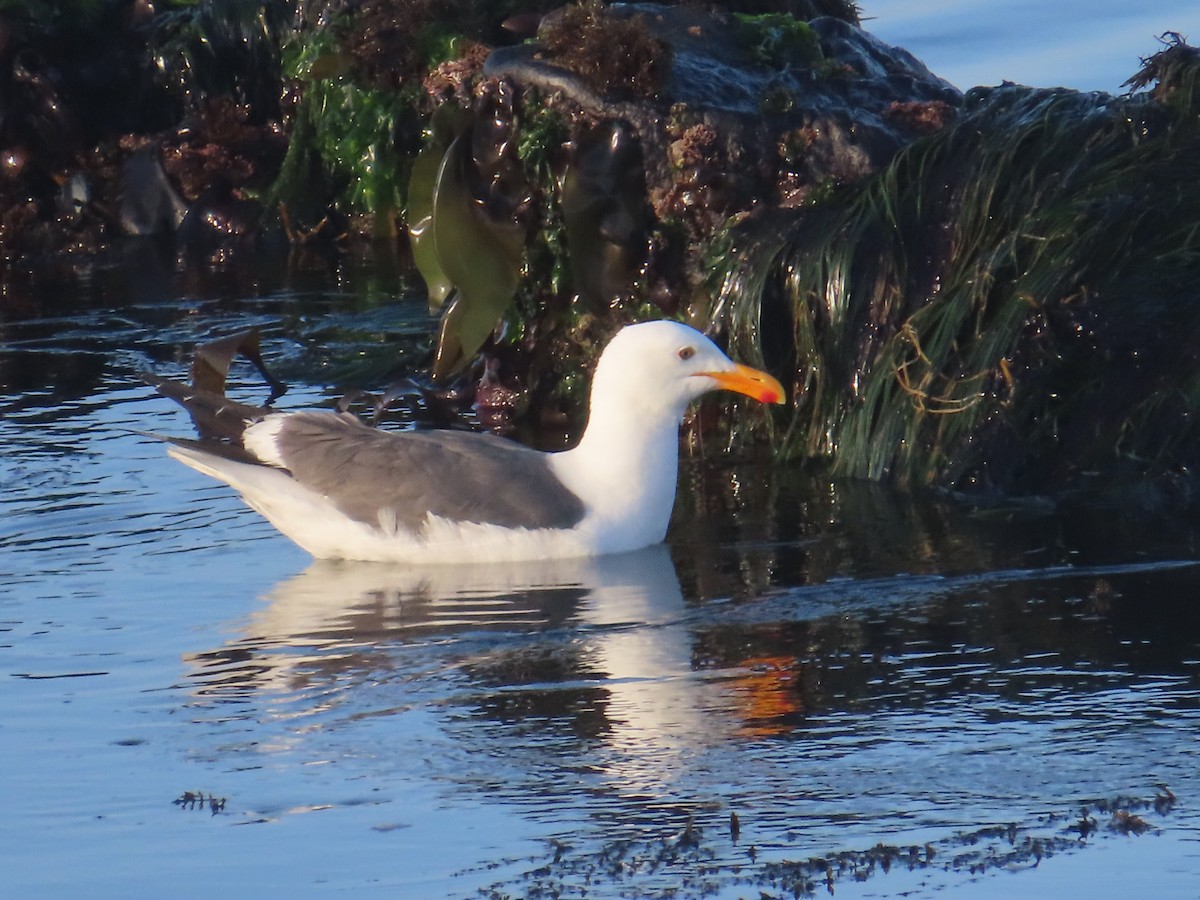 Western Gull - ML637568541