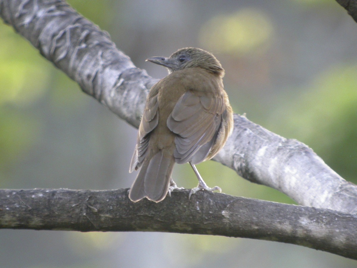 Cocoa Thrush - ML637568621