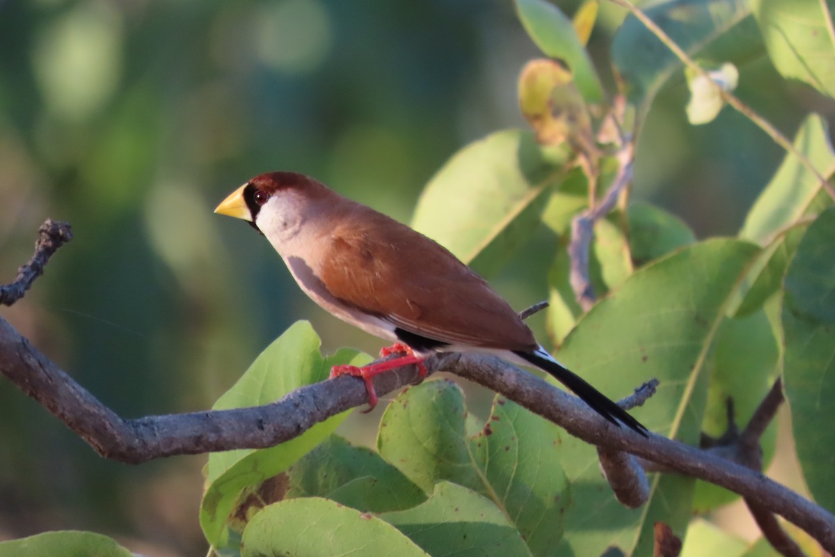 Masked Finch - ML637568652