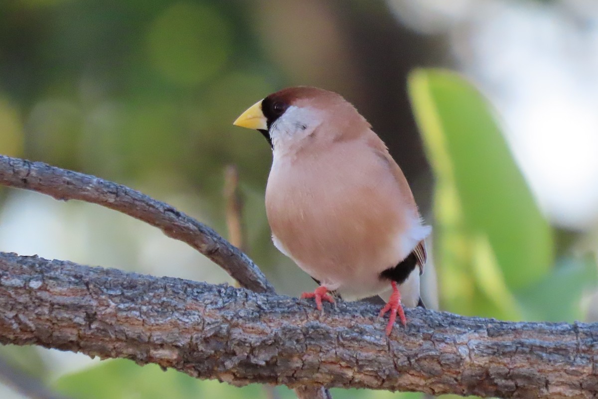 Masked Finch - ML637568663