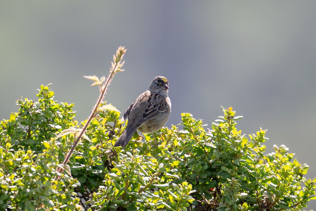 Golden-crowned Sparrow - ML637568665