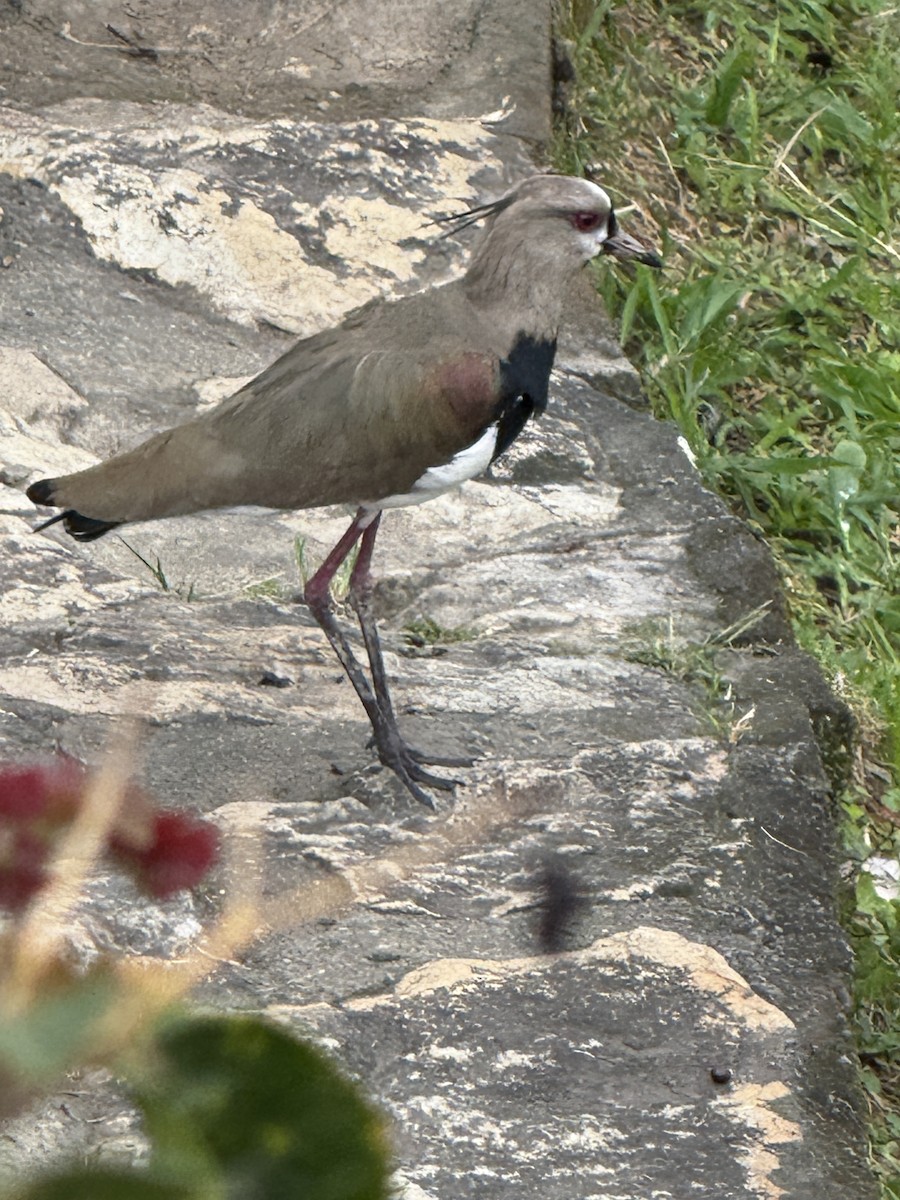 Southern Lapwing - ML637568668