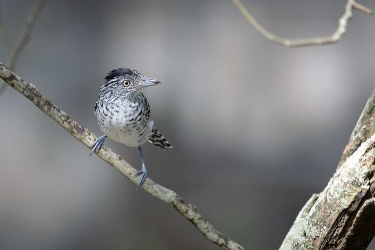 Barred Antshrike - ML637568669