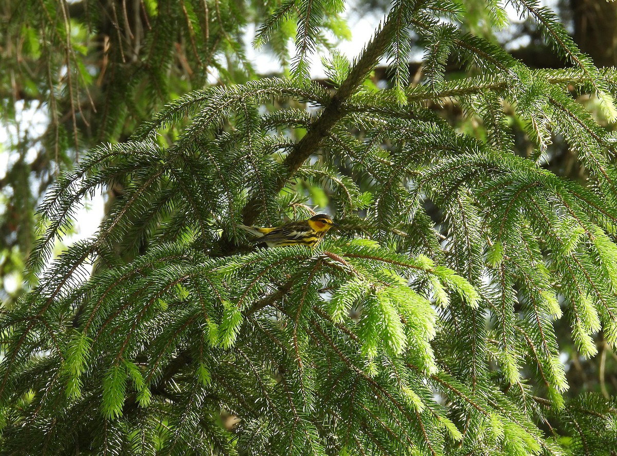 Paruline tigrée - ML637568699