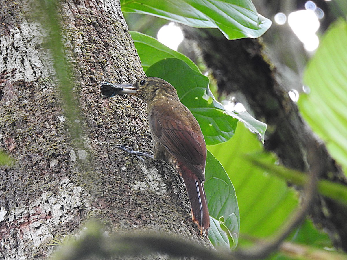 Spotted Woodcreeper - ML637568715