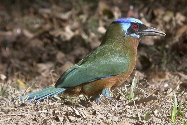 Trinidad Motmot - ML637568717