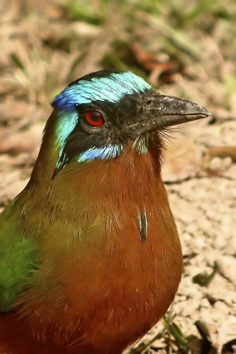 Trinidad Motmot - ML637568718