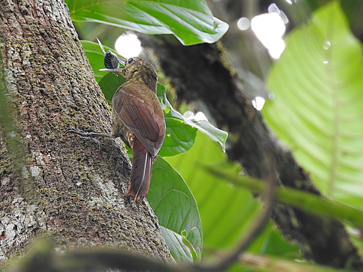 Spotted Woodcreeper - ML637568729