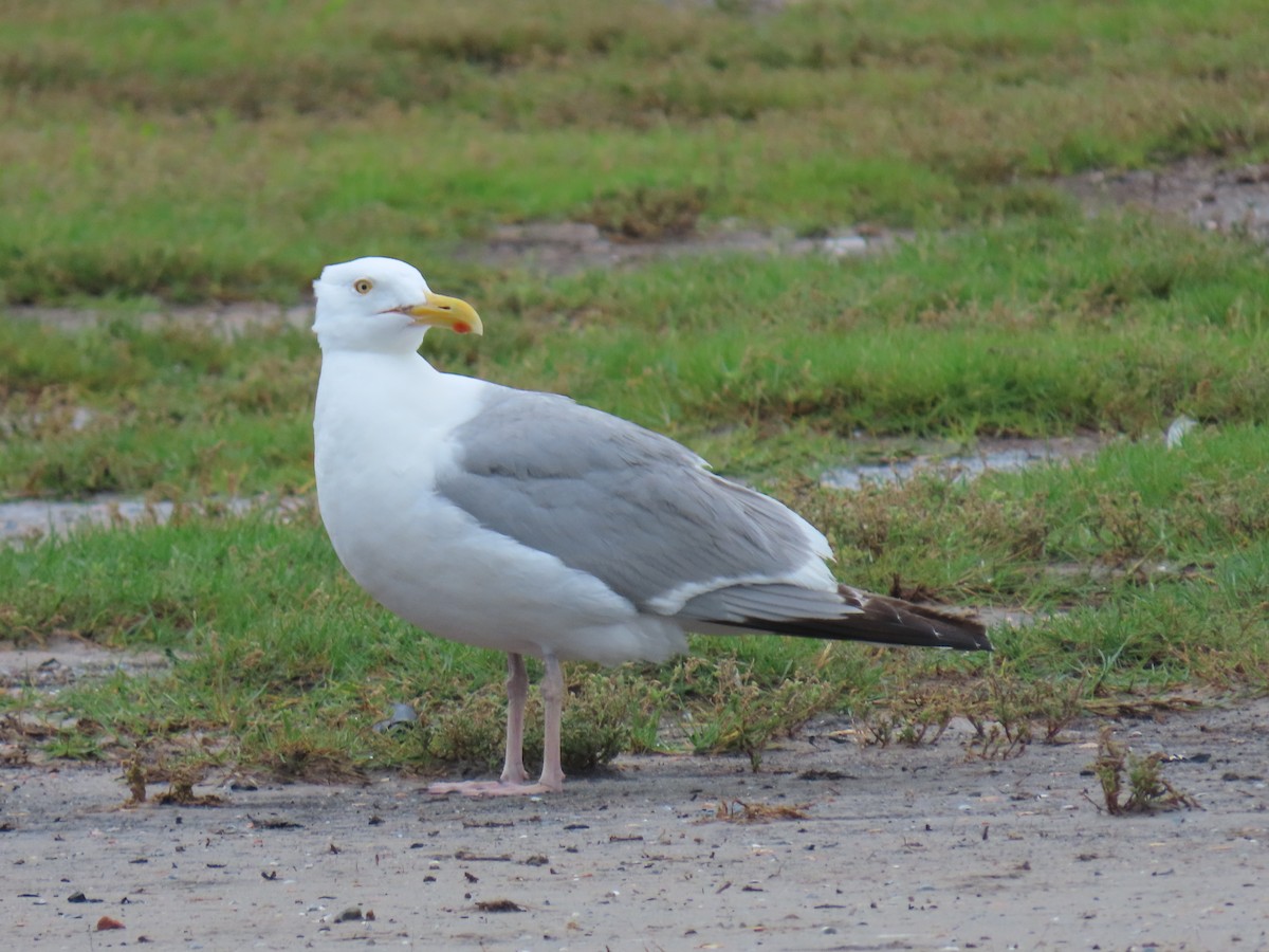 American Herring Gull - ML637568742