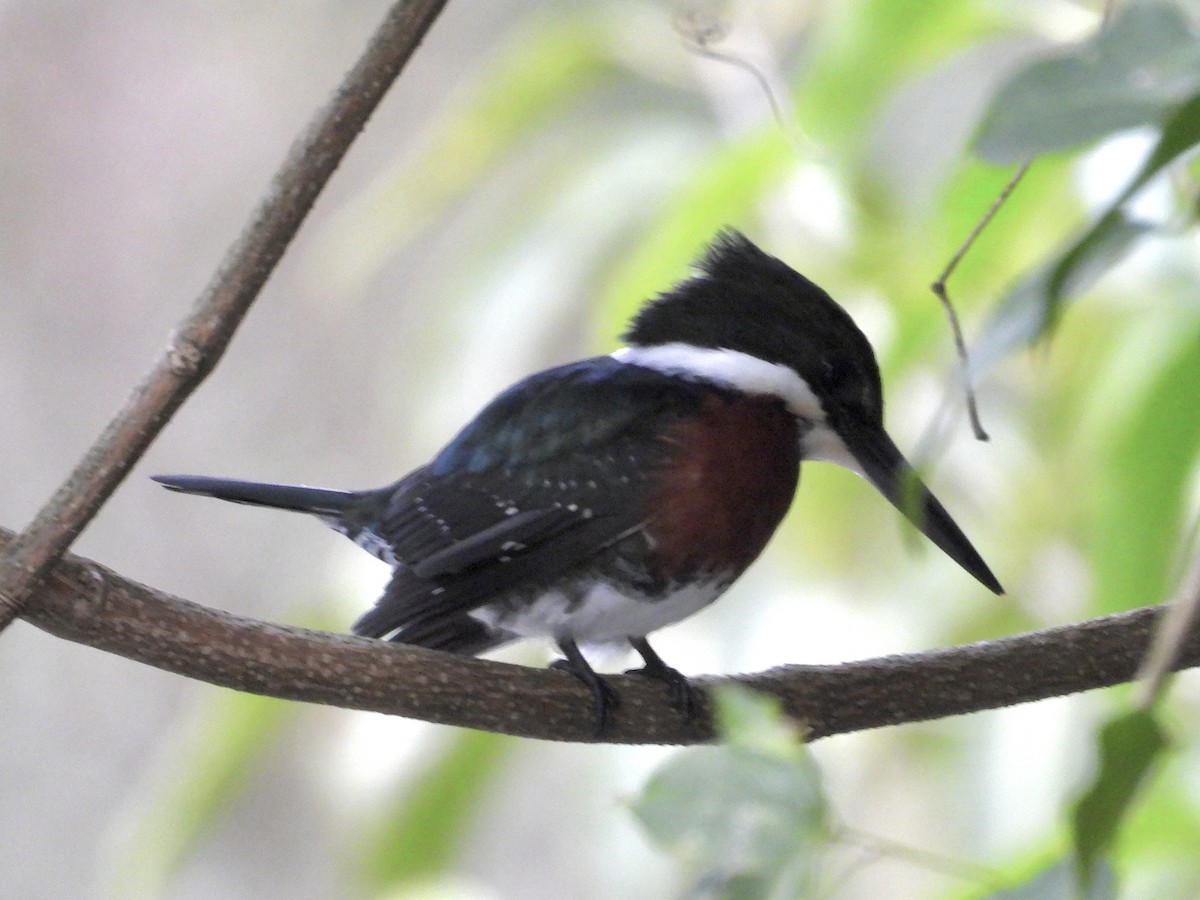 Amazon Kingfisher - ML637568749