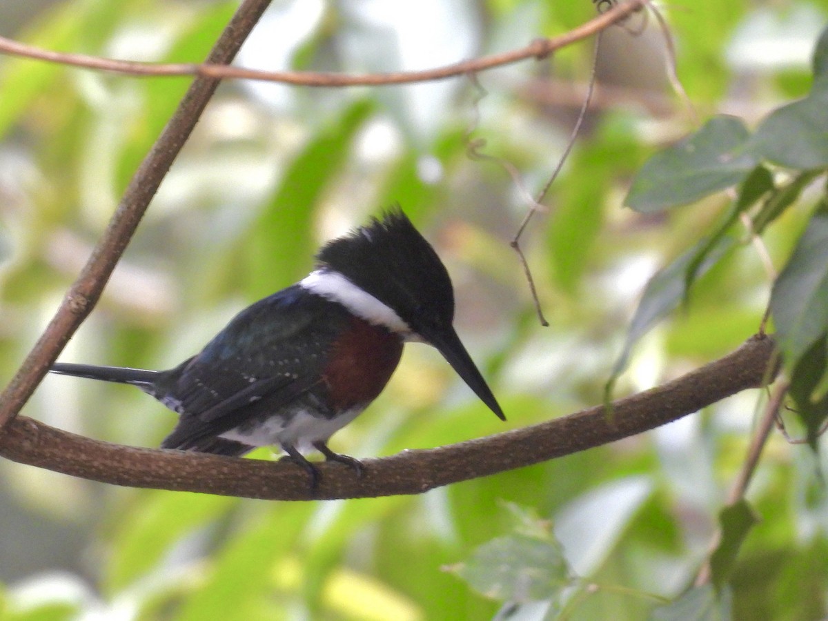 Amazon Kingfisher - ML637568751