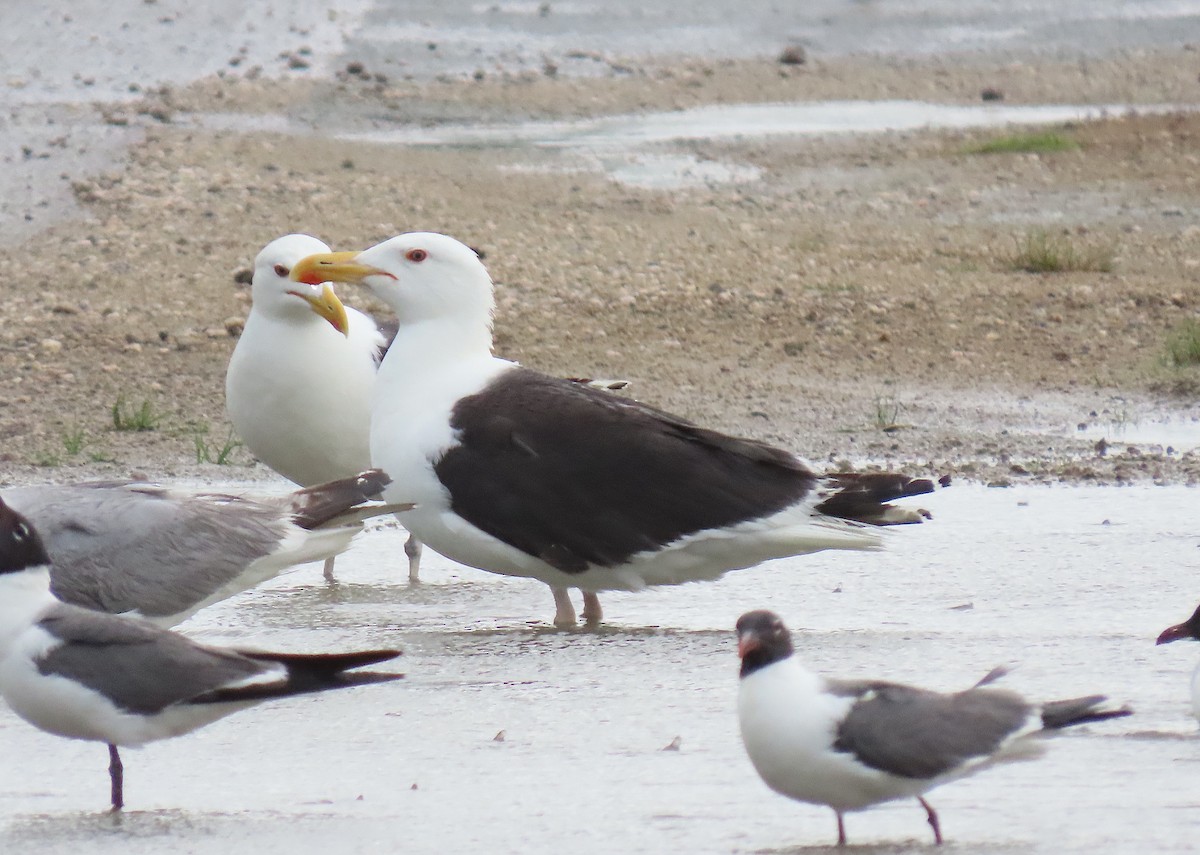 Great Black-backed Gull - ML637568760