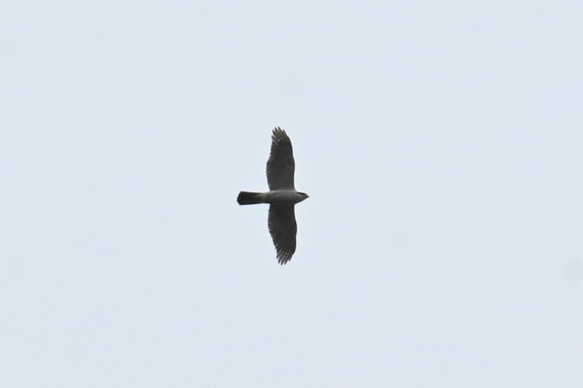 Eurasian Goshawk - ML637568761