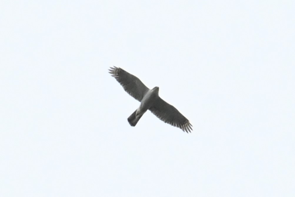 Eurasian Goshawk - ML637568762