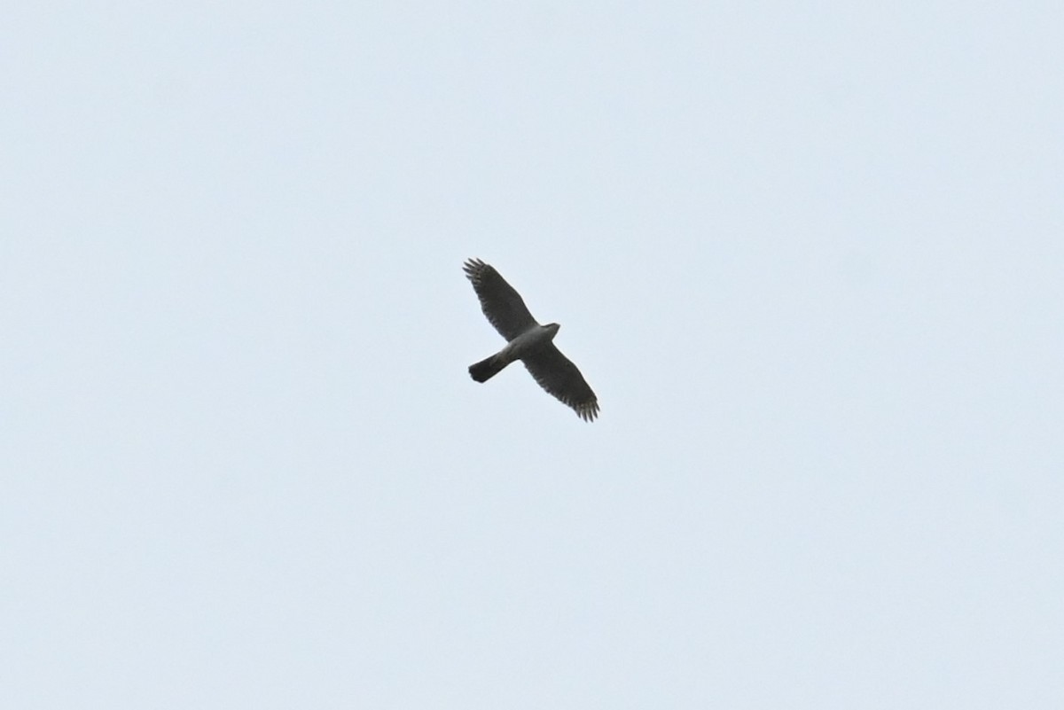 Eurasian Goshawk - ML637568763