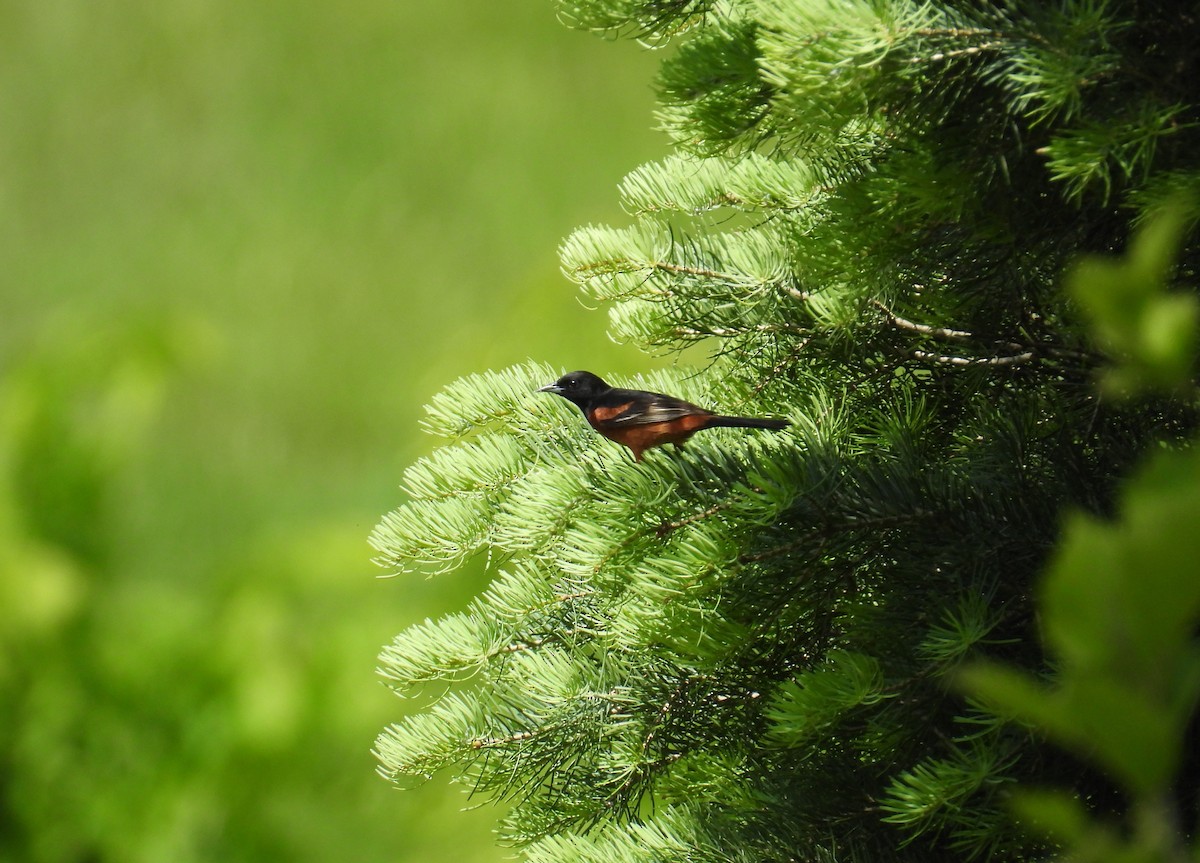 Oriole des vergers - ML637568773