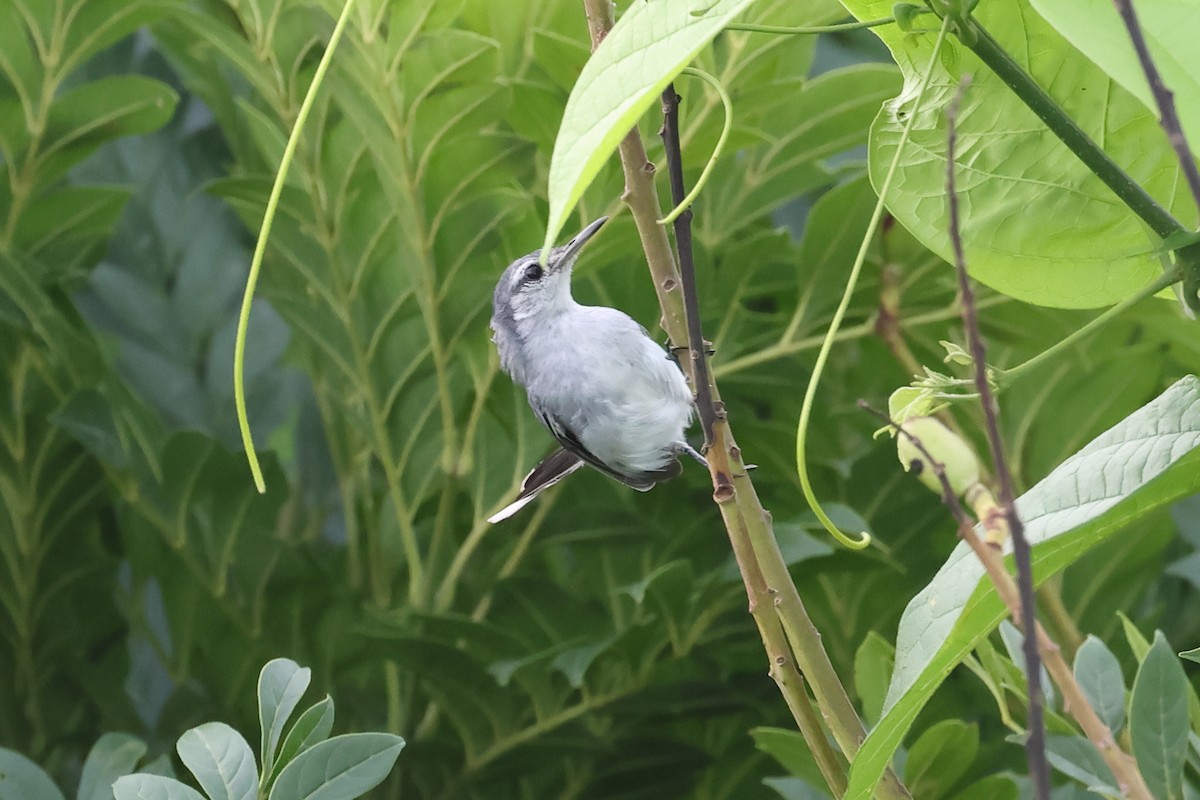 White-browed Gnatcatcher - ML637568797