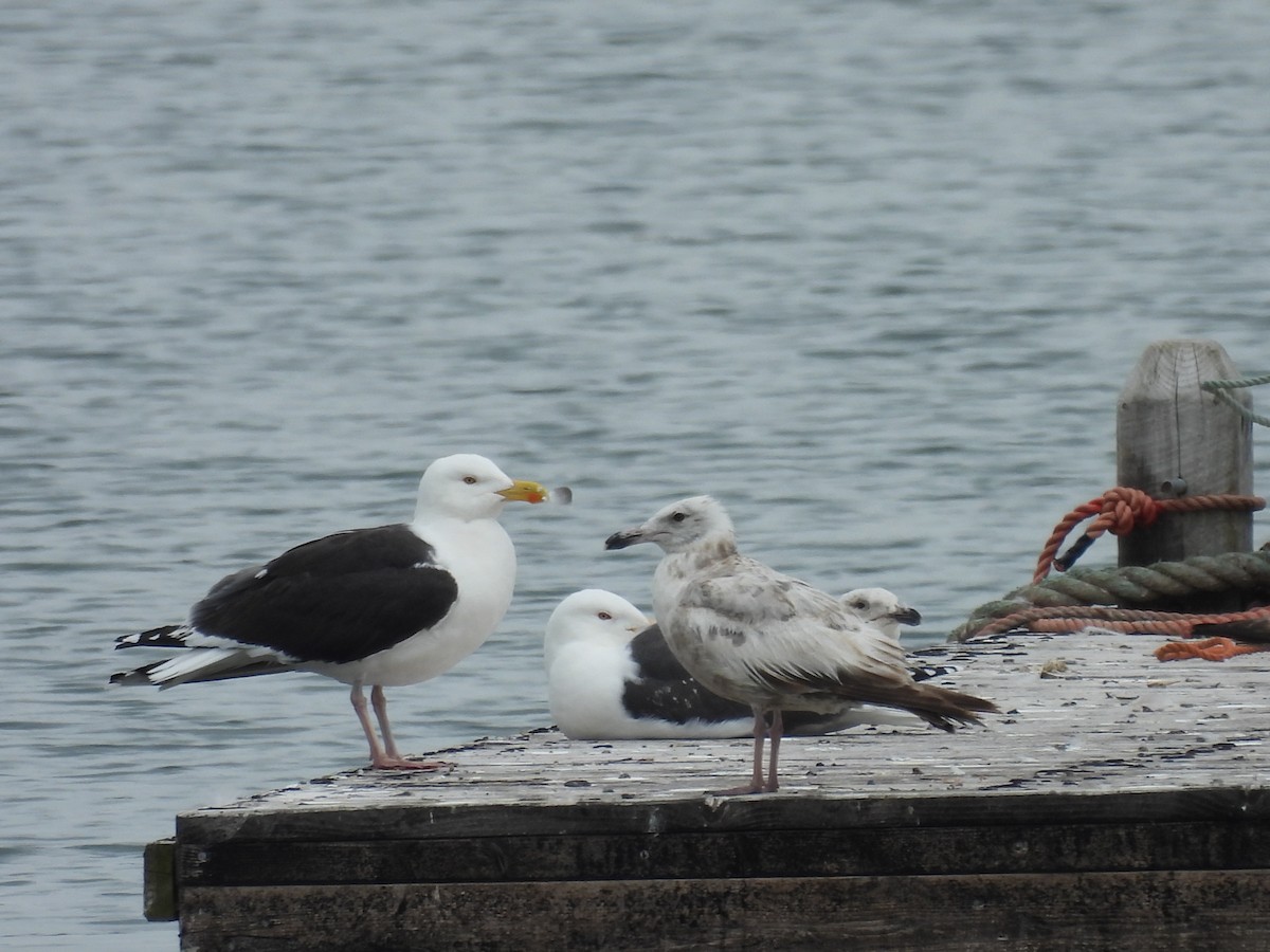 Great Black-backed Gull - ML637568889