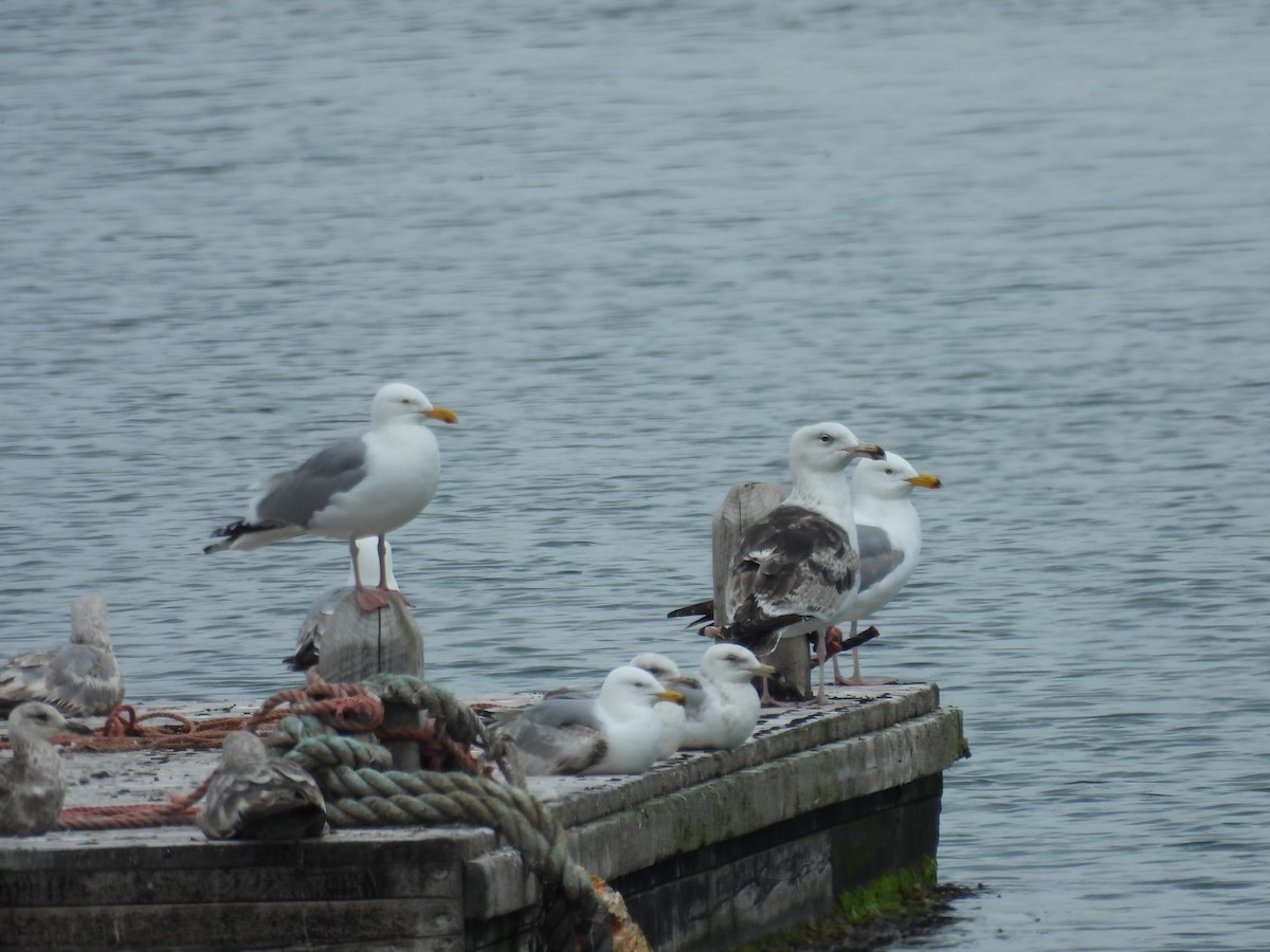 American Herring Gull - ML637568894